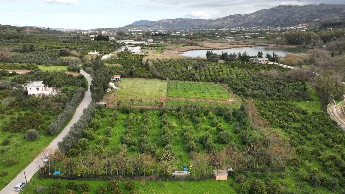 Land Plot in Agia with Avocado Trees